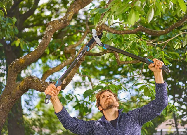 Речь идёт не об удалении тоненьких жирующих побегов (волчков), а о серьёзной обрезке крупных ветвей. Делать её в июне ни в коем случае нельзя. Речь идёт не об удалении тоненьких жирующих побегов (волчков), а о серьёзной обрезке крупных ветвей. Делать её в июне ни в коем случае нельзя.