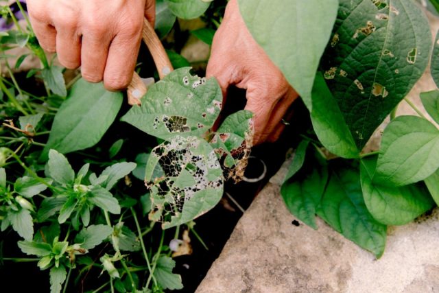 После того как растения отцвели и образовали завязи, некоторые перестают бороться с болезнями и вредителями, что является ошибкой. После того как растения отцвели и образовали завязи, некоторые перестают бороться с болезнями и вредителями, что является ошибкой.