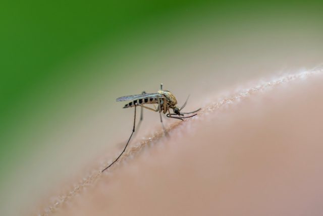 Дача без комаров: как отдыхать с комфортом.