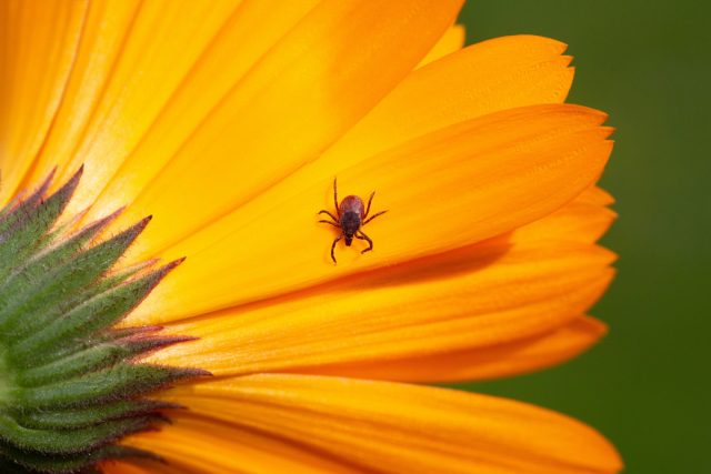 На самом деле, паразиты крайне редко забираются выше метра от земли. Им просто нечего там делать, так как их основные хозяева – ежи, зайцы, лисы, кошки и собаки.
