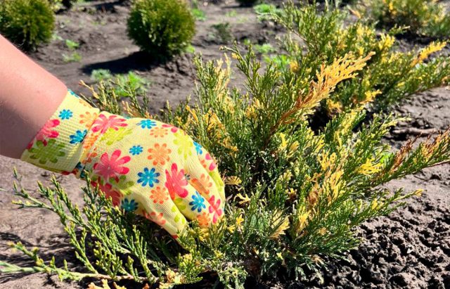 Главные правила ухода за можжевельником.