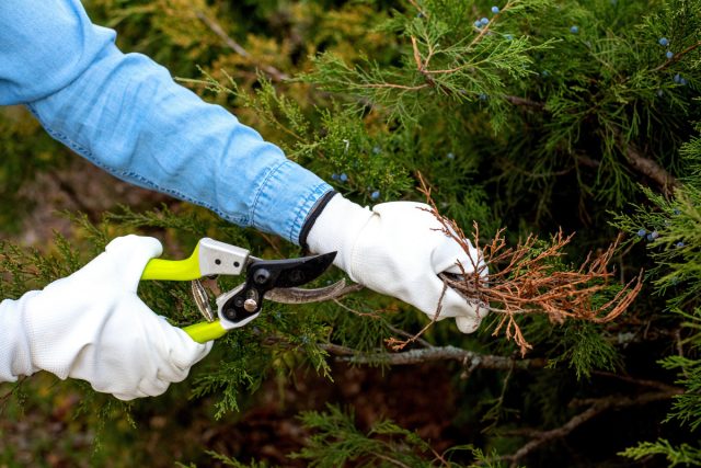 Можжевельник могут поразить ржавчина и шютте.