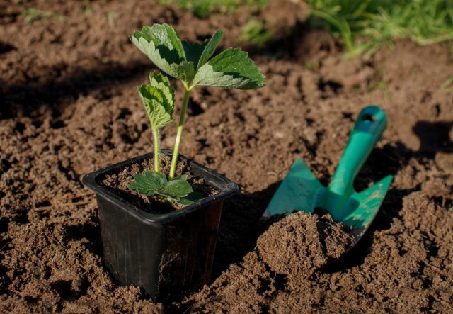 Клубнику с закрытой корневой системой можно высаживать с мая по конец сентября, а с открытой — только в конце лета.