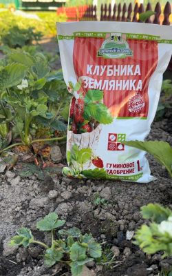 Для подкормки рекомендуется использовать Гуминовое удобрение Клубника, земляника или ГумиTab’s Клубника, земляника.