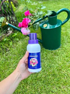 Жидкий концентрат «Аминосил» для роз – это стартовое питание для саженцев.