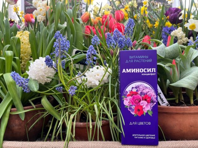 Вместо специально разработанных под нужды роз концентрата и гранул, также можно использовать «Аминосил» для цветов.
