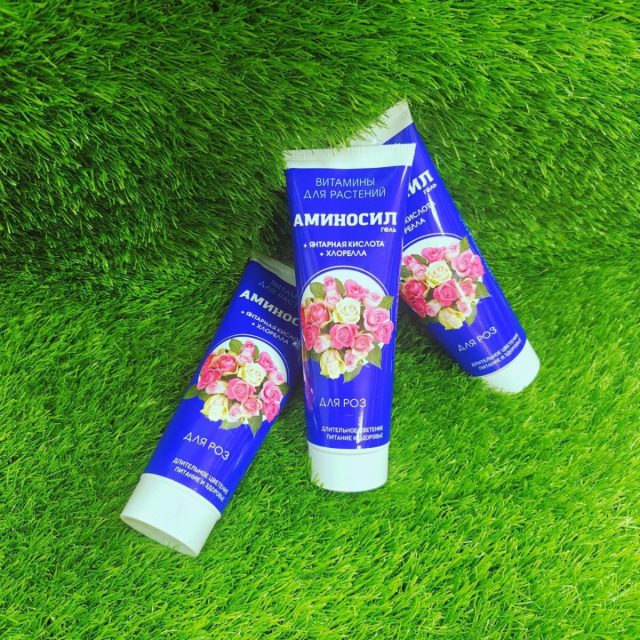 Ослабленные кусты при пересадке можно реанимировать с помощью витаминов «Аминосил» для роз в форме геля.