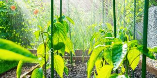 Как справиться с погодными стрессами: защита растений весной и летом - ООО «Ваше Хозяйство» Как справиться с погодными стрессами: защита растений весной и летом.