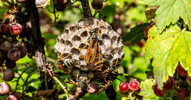 Как уничтожить осиное гнездо на даче. Как уничтожить осиное гнездо на даче.