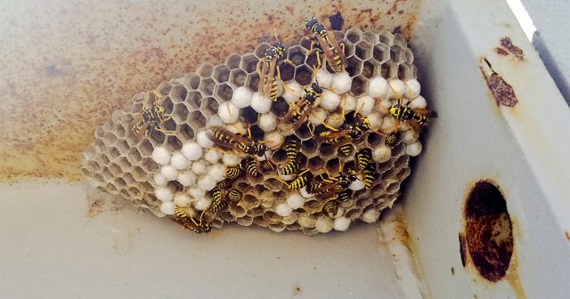 Осы, кстати, очень любят селиться под фасадным сайдингом, проникая во внутренние полости через вентзазоры. Осы, кстати, очень любят селиться под фасадным сайдингом, проникая во внутренние полости через вентзазоры.