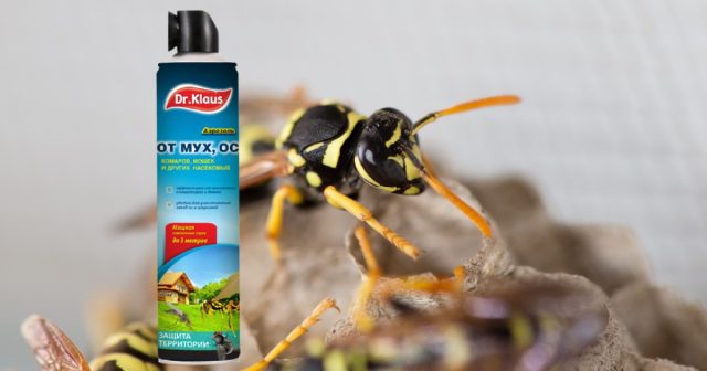 Там, где гнездо находится на расстоянии «вытянутой руки», удобен аэрозоль в баллоне Dr.Klaus. Там, где гнездо находится на расстоянии «вытянутой руки», удобен аэрозоль в баллоне Dr.Klaus.