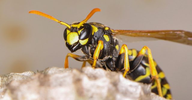 Избавиться от ос навсегда можно только одним путём – продать дачу. Высокомобильные насекомые быстро заселяют все мало-мальски подходящие места. Избавиться от ос навсегда можно только одним путём – продать дачу. Высокомобильные насекомые быстро заселяют все мало-мальски подходящие места.