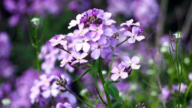 Она же ночная фиалка и вечерница матроны – ветвистый прямостоячий двулетник с крупными кистевидными соцветиями в бело-сиренево-пурпурной гамме. Она же ночная фиалка и вечерница матроны – ветвистый прямостоячий двулетник с крупными кистевидными соцветиями в бело-сиренево-пурпурной гамме.