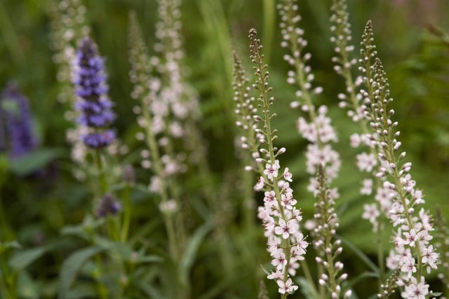 Дербенник иволистный, или плакун-трава, относится к самым востребованным в пчеловодстве травянистым. Дербенник иволистный, или плакун-трава, относится к самым востребованным в пчеловодстве травянистым.