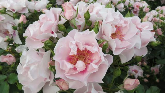 Для насекомых лучше всего подходят немахровые или полумахровые сорта чашевидной формы с легкодоступными тычинками. Для насекомых лучше всего подходят немахровые или полумахровые сорта чашевидной формы с легкодоступными тычинками.