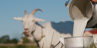 Кровь в молоке у козы: в чём причина и что делать - Козы, овцы и другой мелкий рогатый скот Кровь в молоке у козы: в чём причина и что делать.