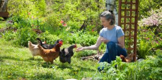 Куры на одно лето: как и каких лучше выбрать.