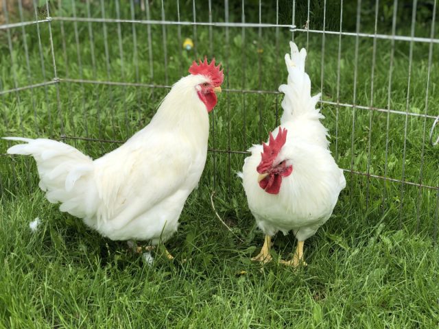 “Классика” среди яичных кроссов. Курочки начинают нестись уже в 4,5 месяца и быстро выходят на пик яйценоскости.