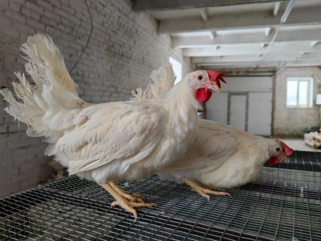 Куры "Супер Ник" несут до 350 яиц в год массой до 70 г, "Коралл Ник" - до 350 яиц массой до 80 г, а "Браун Ник" - до 400 яиц в год массой до 75 г.