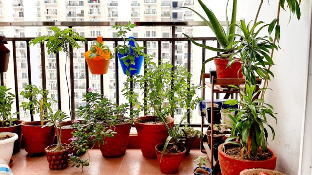 Для комнатного цветка переезд из помещения на улицу может стать небольшим шоком, поэтому лучше акклиматизировать его к более высокому уровню освещенности постепенно.