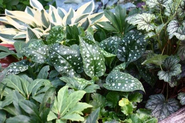 Лучшие вариегатные растения для тенистого сада.