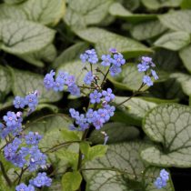 Бруннера крупнолистная «Джэк Фрост» (Brunnera macrophylla 'Jack Frost')