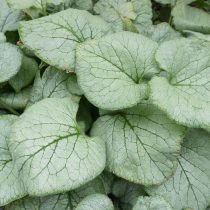 Бруннера крупнолистная Лукинг Гласс» ('Looking Glass')