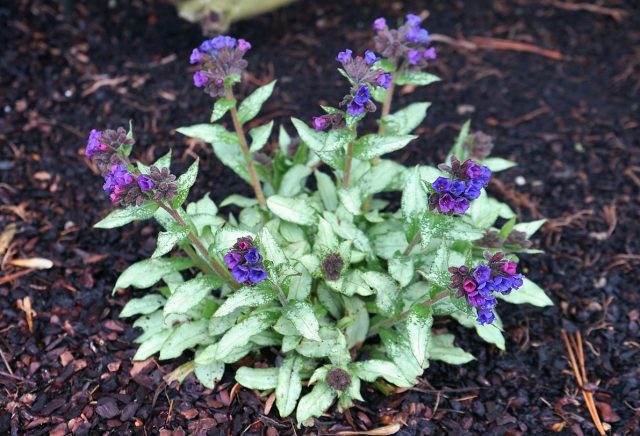 У видовой медуницы длиннолистной (pulmonaria longifolia) очень эффектные ланцетные серебристые листья, а сорта и подвиды в основном пятнистые.
