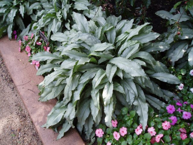 «Самурай» ('Samurai') - сорт высотой 30 см с узкими плотными серебристыми листьями.