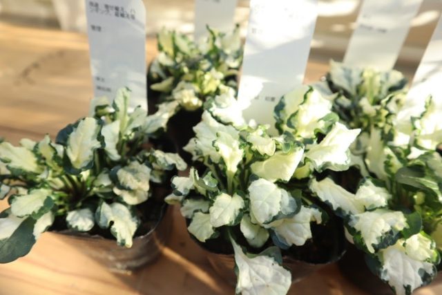 «Арктик Фокс» ('Arctic Fox') - сорт высотой до 15 см, листва серо-зеленая по центру, окруженному яркой белой полосой, и такого же цвета еле заметной каймой по краю листа, особенность – зубчатый край.