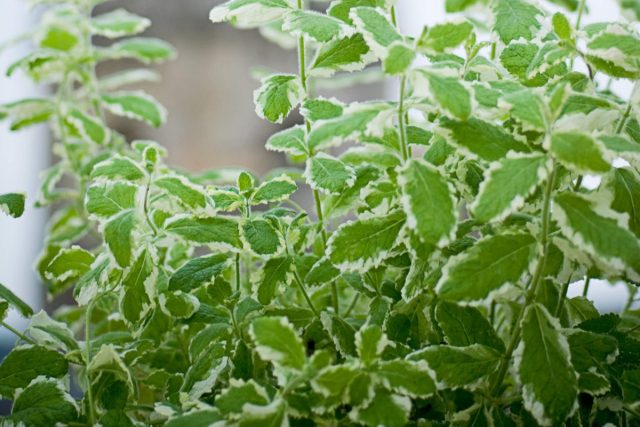 Мята душистая «Вариегата» (mentha suaveolens 'Variegata')  - сорт высотой до 40 см с зеленой листвой с кремово-белой окантовкой.