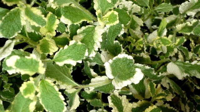 Мята перечная «Вариегата» (mentha piperita 'Variegata') – отличается яркими зелеными листьями с неровной белой каймой, высота – 40 см, нуждается в зимнем укрытии.