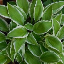 «Антиох» ('Antioch') - достаточно быстрорастущий сорт высотой до 55 см с широкой неровной кремово-белой каймой на темно-зеленых листьях.