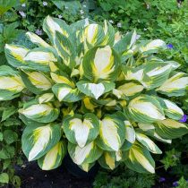 «Колор Фестивал» ('Color Festival') - среднерослый сорт высотой до 45 см с темно-зеленым краем листа и желтовато-кремовым центром.