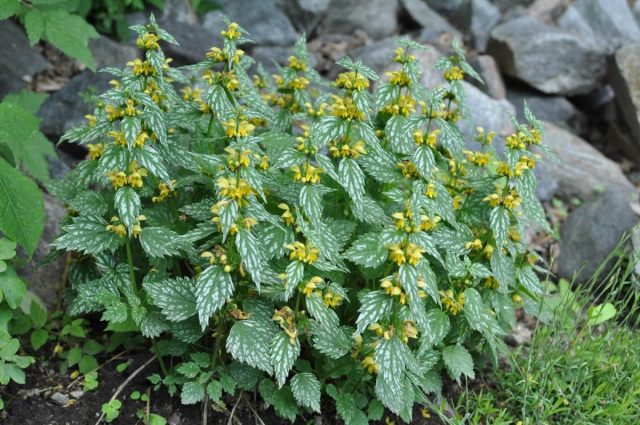 «Херманс Прайд» ('Herman’s Pride') - образует куст высотой до 20 см и до 40 см в диаметре, листья блестящие серебристые с толстыми темно-зелеными жилками.