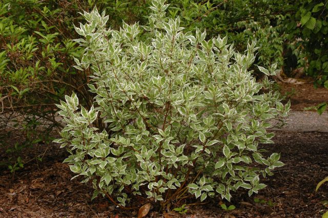 Дерен белый «Айвори Хало» ('Ivory Halo').