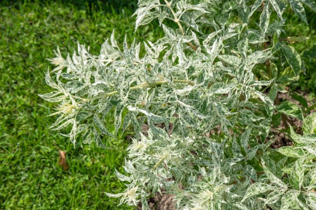 «Пулверулента» ('Pulverulenta') - карликовый медленнорастущий сорт 1х1 м с контрастным белым рисунком из пятен и крапа на листьях.