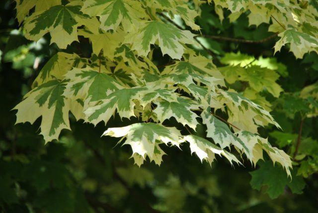 Вариегатный сорт «Друммонди» ('Drummondii') отличается широкой кремово-белой полосой по краю листа, при распускании с розовым оттенком.