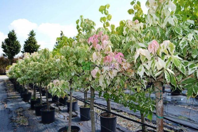 Эффектный декоративный сорт «Фламинго» ('Flamingo') с бело-розовыми кантом и пятнами.