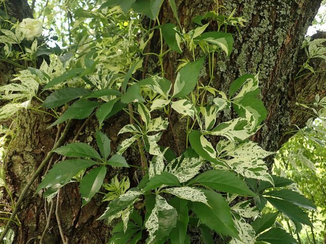 Сорт «Star Showers» ('Star Showers') декоративный и менее разрастающийся по сравнению с видовым растением.