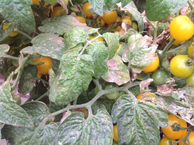 Закрытые пространства служат рассадником болезнетворных инвазий. Закрытые пространства служат рассадником болезнетворных инвазий.