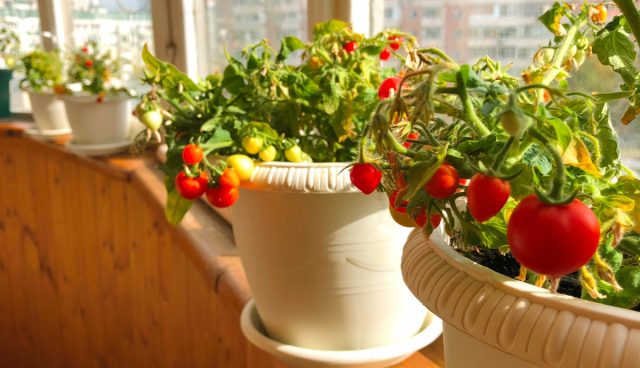 Черри-томаты лучше всего выращивать в горшках, вмещающих не менее 3 литров почвы и имеющих диаметр более 25 см. Черри-томаты лучше всего выращивать в горшках, вмещающих не менее 3 литров почвы и имеющих диаметр более 25 см.