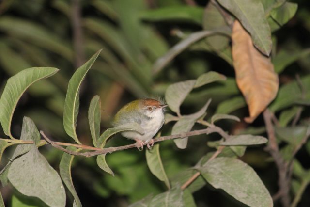 При искусственном освещении садовые птицы продлевают период дневной активности. Это означает, что им приходится дольше искать пищу, петь среди ночи и истощать запасы энергии и ресурсы.