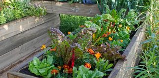 Как цветы спасут ваш урожай, или Что лучше посадить с овощами? - Пряные травы и зелень Овощам нужны друзья: как цветы спасут ваш урожай.