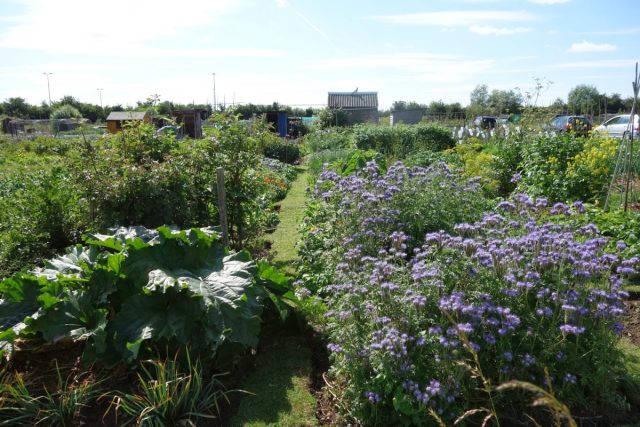 Фацелия (Phacelia) хорошо работает как живая мульча между другими культурами