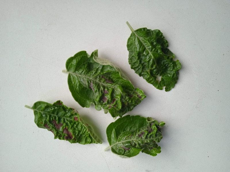 photo_2025-05-20_18-42-58