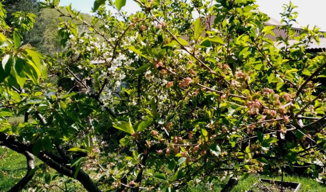 На деревце отцветшей вишни неизвестного сорта видна цветущая веточка сорта "Застенчивая". Толстая ветка слева - дюк "Ивановна", уже отцвёл. На деревце отцветшей вишни неизвестного сорта видна цветущая веточка сорта "Застенчивая". Толстая ветка слева - дюк "Ивановна", уже отцвёл.