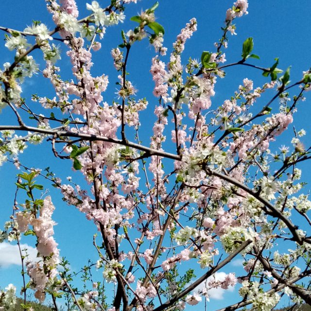 Луизеания "Память Мехмета" в кроне сливы "Анна Шпет". Луизеания "Память Мехмета" в кроне сливы "Анна Шпет".