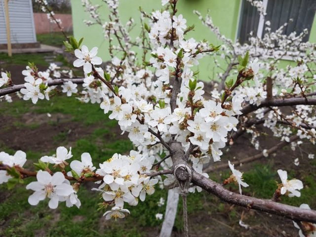 Чёрный абрикос, цветущий белым, открывает сезон цветения деревца персика, на котором он привит. Чёрный абрикос, цветущий белым, открывает сезон цветения деревца персика, на котором он привит.