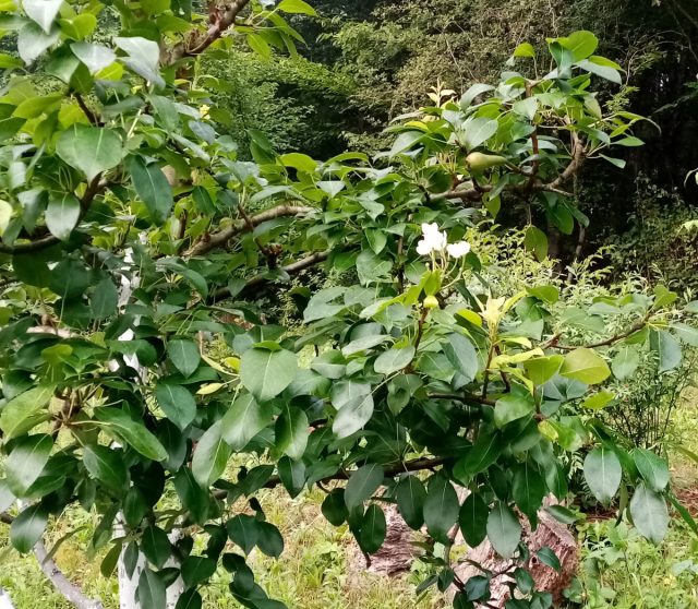 Ранние груши давно завязались, а поздние припозднились с цветением. Ранние груши давно завязались, а поздние припозднились с цветением.